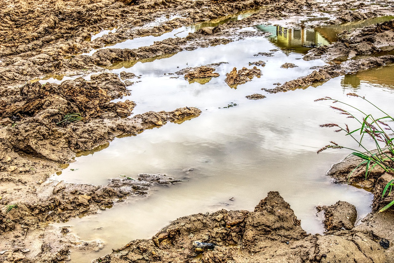 puddle on grass